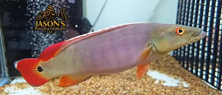 Xingu I Pike Cichlid (Lugubria sp. ‘Xingu I’)