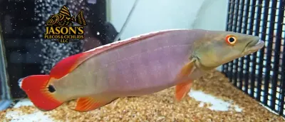 Xingu I Pike Cichlid (Lugubria sp. ‘Xingu I’)