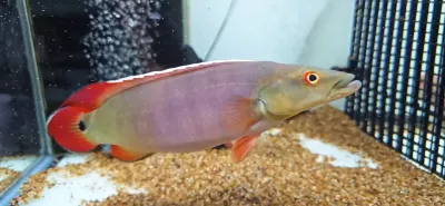 Xingu I Pike Cichlid (Lugubria sp. ‘Xingu I’)