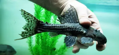 L186 Giant Cactus Pleco - (Pseudacanthicus major) L186 Giant Cactus Pleco - (Pseudacanthicus major)