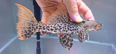 L273 Titanicus Pleco - (Pseudacanthicus sp.)
