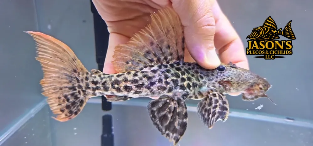 L273 Titanicus Pleco - (Pseudacanthicus sp.)