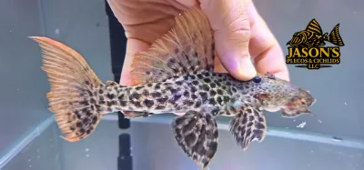 L273 Titanicus Pleco - (Pseudacanthicus sp.)