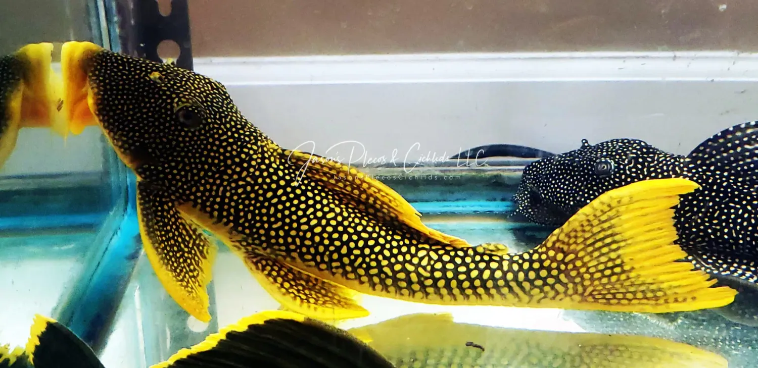 L014 Sunshine Pleco/Goldie Pleco - (Scobinancistrus aureatus)