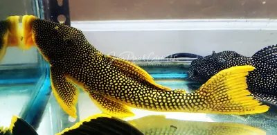 L014 Sunshine Pleco/Goldie Pleco - (Scobinancistrus aureatus) L014 Sunshine Pleco/Goldie Pleco - (Scobinancistrus aureatus)