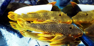 L014 Sunshine Pleco/Goldie Pleco - (Scobinancistrus aureatus)