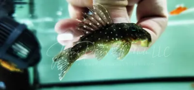 L016 Bluespotted Pleco - (Spectracanthicus punctatissimus) L016 Bluespotted Pleco - (Spectracanthicus punctatissimus)