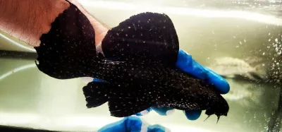 L097 Polka Dot Cactus Pleco - (Pseudacanthicus sp.)