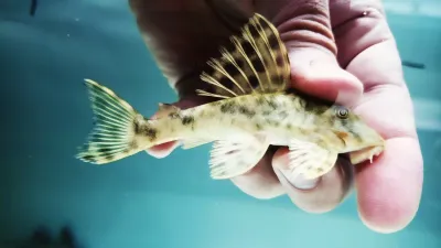 L006 Brown Dot Peckoltia - (Peckoltia oligospila)