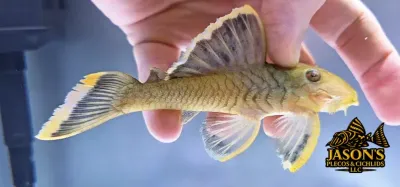 L047 Magnum Pleco - (Baryancistrus chrysolomus)