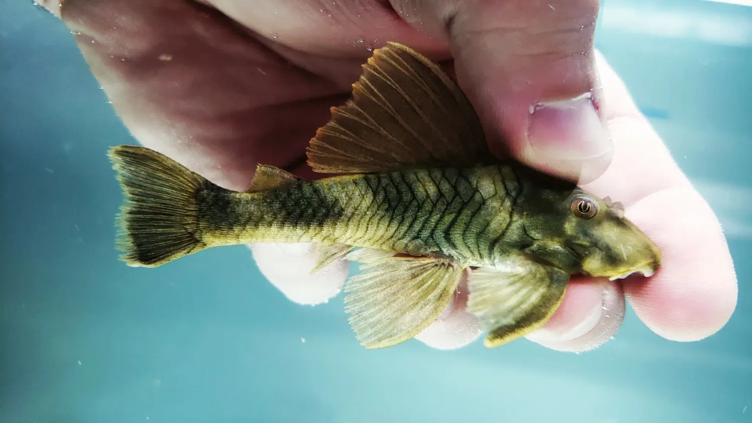 L076 Orange Seam Pleco - (Peckoltia sp.)