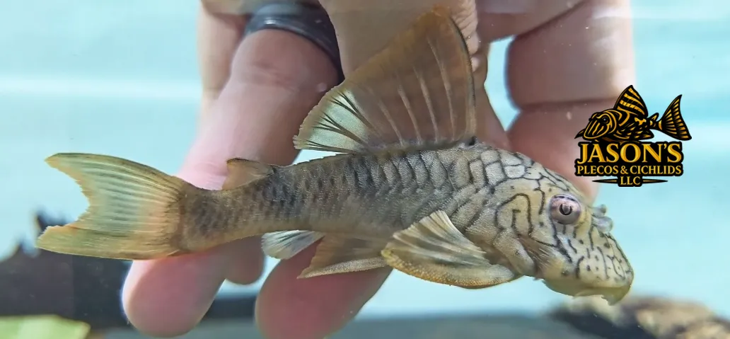 L076 Orange Seam Pleco - (Peckoltia sp.)