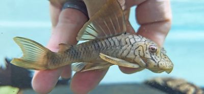 L076 Orange Seam Pleco - (Peckoltia sp.)