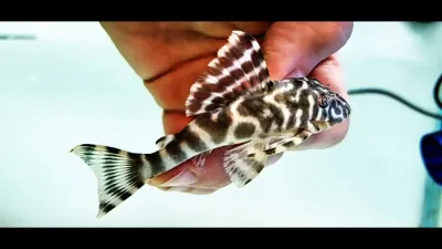 L015 Candy Striped Pleco - (Peckoltia vittata)