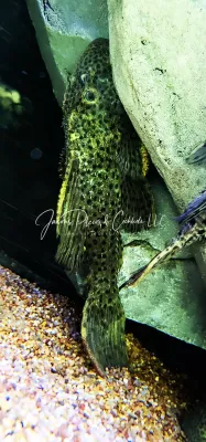 L096 Spiny Monster Pleco/Coffee and Cream Cactus Pleco - (Pseudacanthicus spinosus)