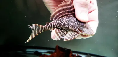 L341 Shrinking Pleco - (Panaqolus sp.)