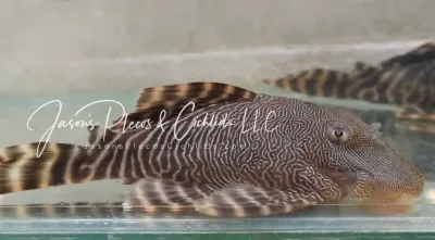 L341 Shrinking Pleco - (Panaqolus sp.)