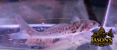 Vulture Catfish - (Calophysus macropterus)