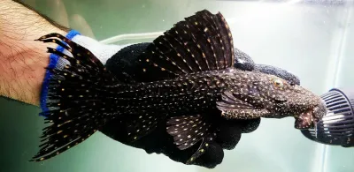 L452 Mustang Cactus Pleco - (Pseudacanthicus sp.)