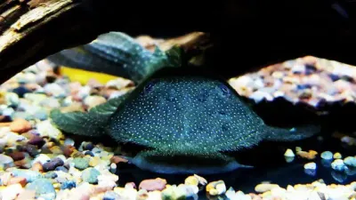 Wreath Pleco - (Pseudancistrus barbatus)