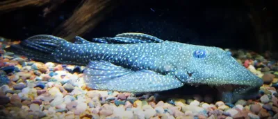 Wreath Pleco - (Pseudancistrus barbatus)