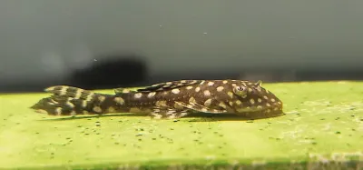 Sertanejo​ Pleco - (Hypostomus sertanejo)