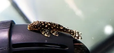 Sertanejo Pleco - (Hypostomus sertanejo)