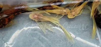 Blue Eyed Longfin Bushynose - (Ancistrus sp.) Blue Eyed Longfin Bushynose - (Ancistrus sp.)