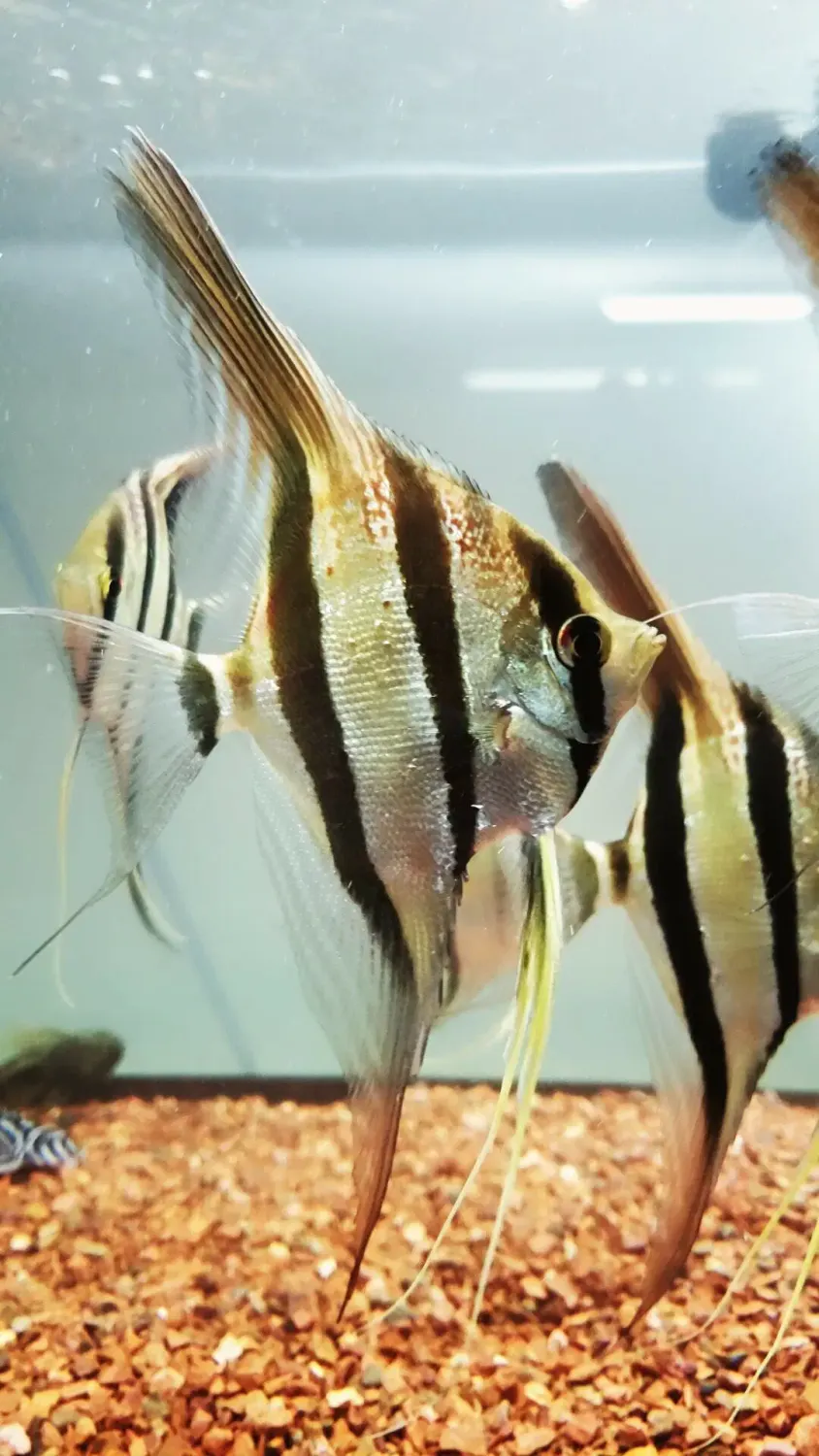 True Altum Angelfish - (Pterophyllum altum)