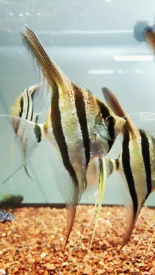 True Altum Angelfish - (Pterophyllum altum)