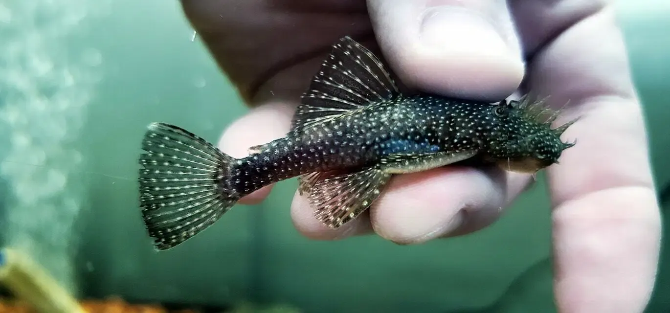 Snowflake Ancistrus - (Ancistrus sp. (5)
