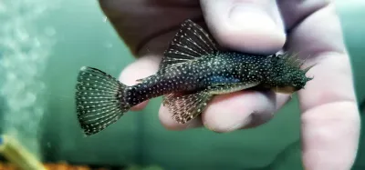 Snowflake Ancistrus - (Ancistrus sp. (5)