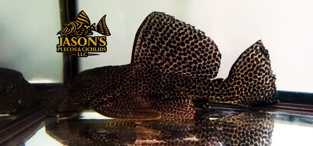 L234 Dragon Hi Fin Pleco - (Megalancistrus sp.)