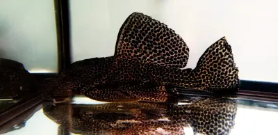 L234 Dragon Hi Fin Pleco - (Megalancistrus sp.)