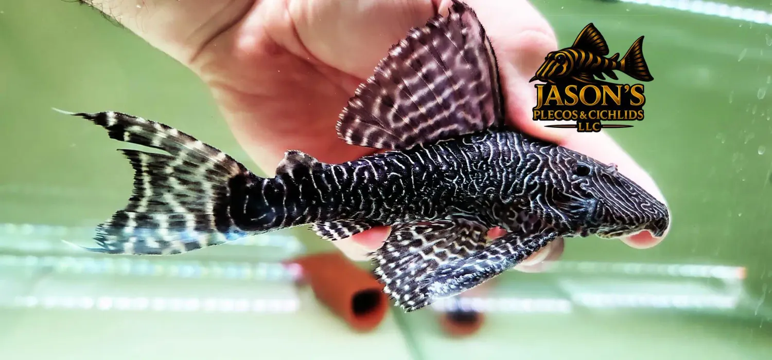 L453 King Arabesque Pleco - (Panaqolus sp.)