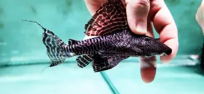 L453 King Arabesque Pleco - (Panaqolus sp.)