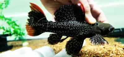 L427 Jatupu Cactus Pleco - (Pseudacanthicus sp.)