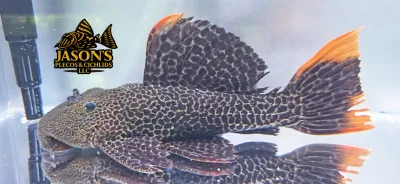 L427 Jatupu Cactus Pleco - (Pseudacanthicus sp.)