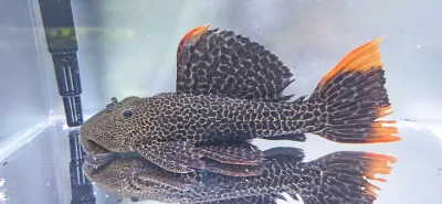 L427 Jatupu Cactus Pleco - (Pseudacanthicus sp.)