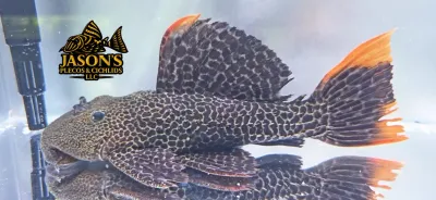 L427 Jatupu Cactus Pleco - (Pseudacanthicus sp.)
