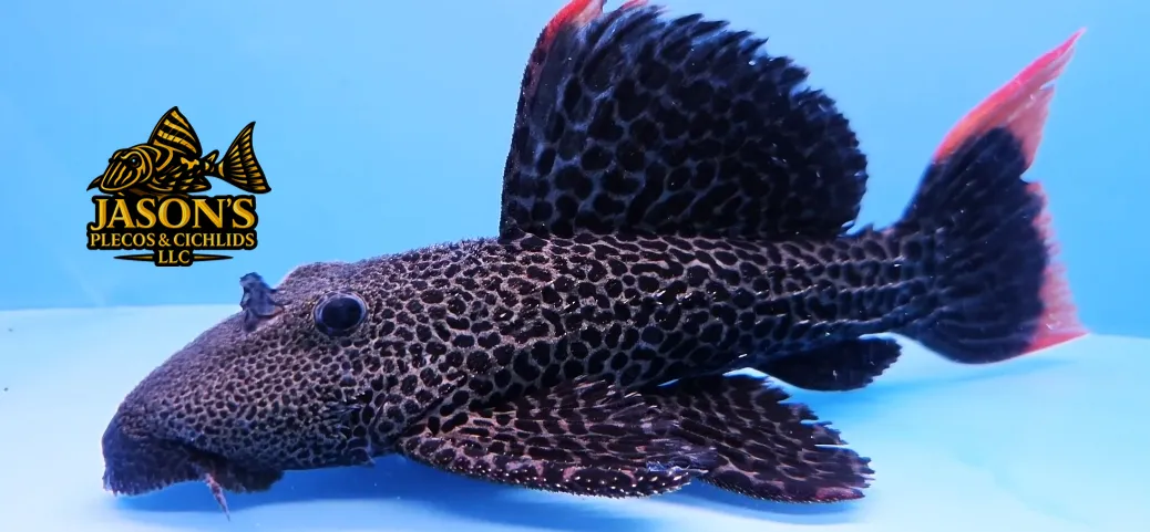 L427 Jatupu Cactus Pleco - (Pseudacanthicus sp.)