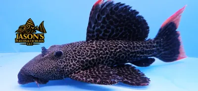 L427 Jatupu Cactus Pleco - (Pseudacanthicus sp.)