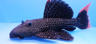 L427 Jatupu Cactus Pleco - (Pseudacanthicus sp.)