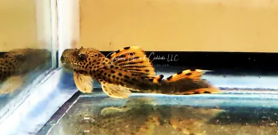 L091 Three Beacon "Flame Demon" - (Leporacanthicus triactis)