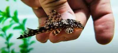 L133 Golden Cloud Pleco - (Scobinancistrus pariolispos)