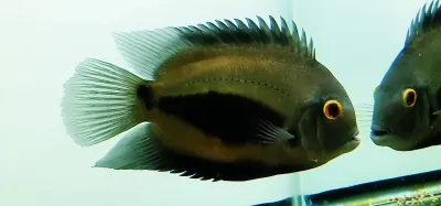 Uaru Cichlid - (Uaru amphiacanthoides)