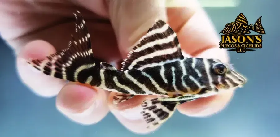 L340 Mega Clown Pleco - (Hypancistrus sp.)