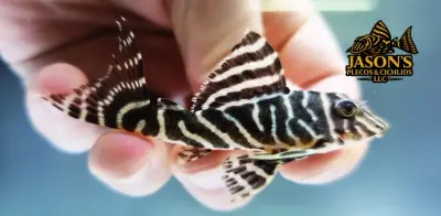 L340 Mega Clown Pleco - (Hypancistrus sp.) L340 Mega Clown Pleco - (Hypancistrus sp.)