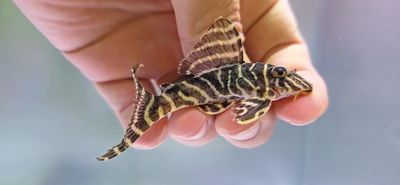 L340 Mega Clown Pleco - (Hypancistrus sp.)