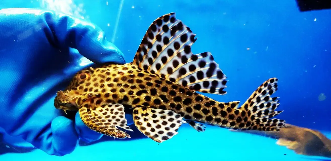 Medians Pleco - (Hemiancistrus medians)